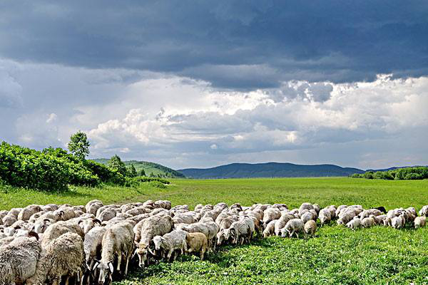岳氏集團(tuán)考察內(nèi)蒙古興安盟烏蘭浩特有機(jī)農(nóng)產(chǎn)品、中草藥種植等相關(guān)產(chǎn)業(yè)情況